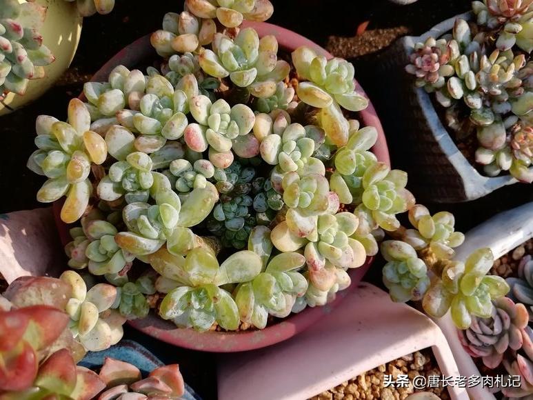 多肉劳尔发霉,劳尔多肉叶片