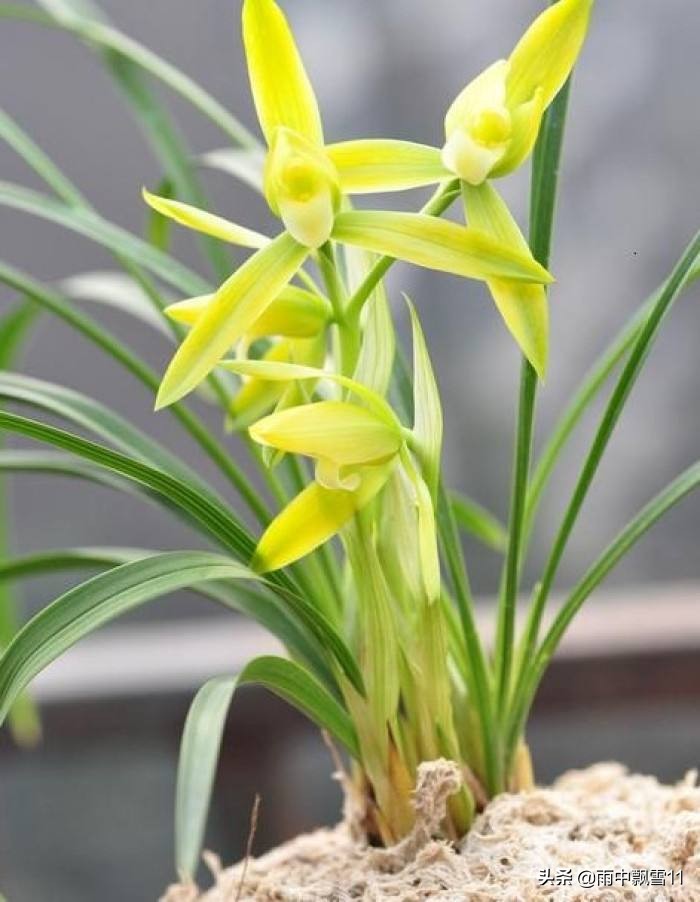 兰花如何养殖才能养得更好,关于兰花的养殖方法和技巧