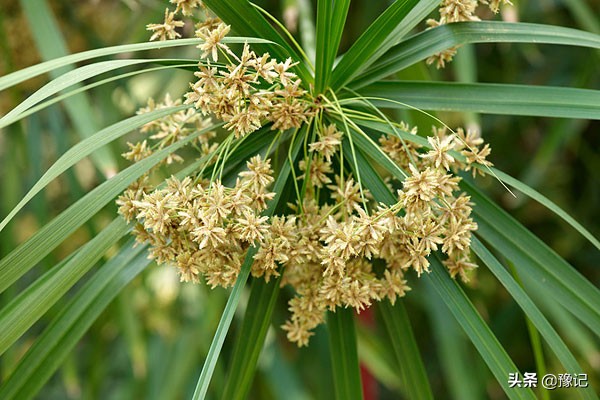 儿时玩的挑棍子游戏,小时候玩的挑棍游戏规则叫什么