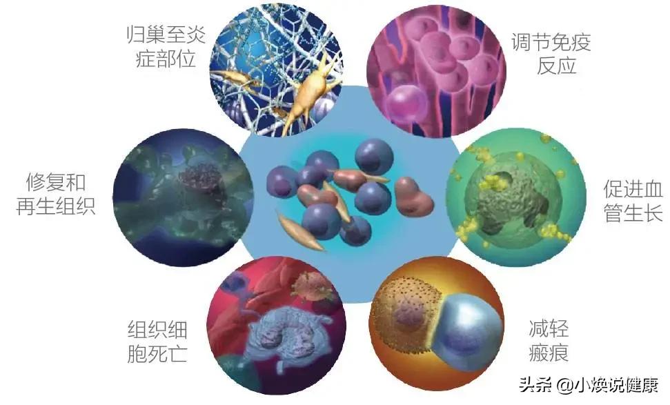 干细胞疗法成熟技术,干细胞革命完整视频