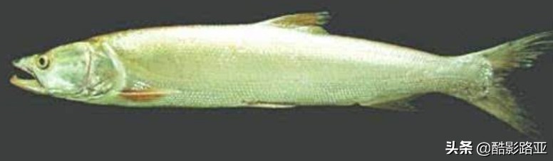 路亚鱼种对应假饵和钓法,新手钓路亚建议什么竿