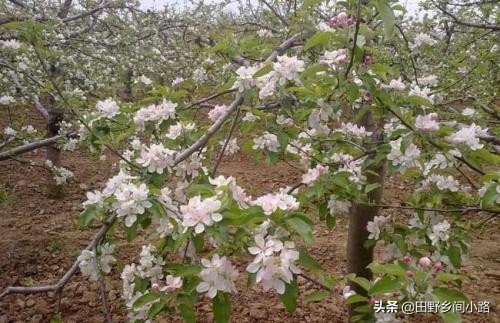 种植苹果树的管理技术,苹果树怎么种植视频