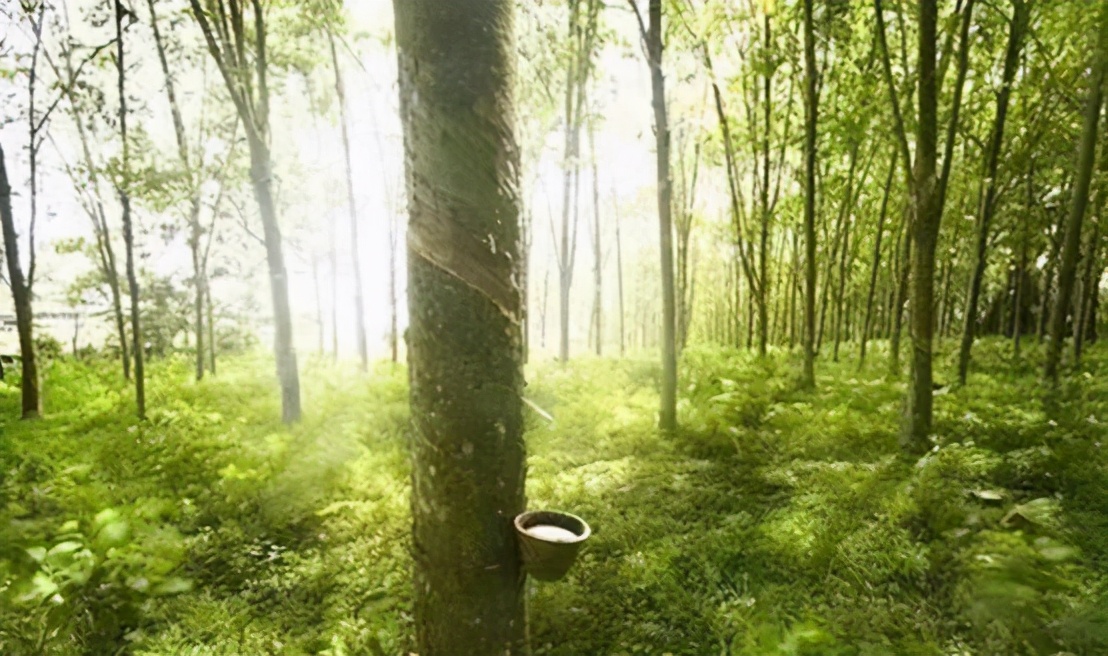 中国人的枕头,泰国四种乳胶枕