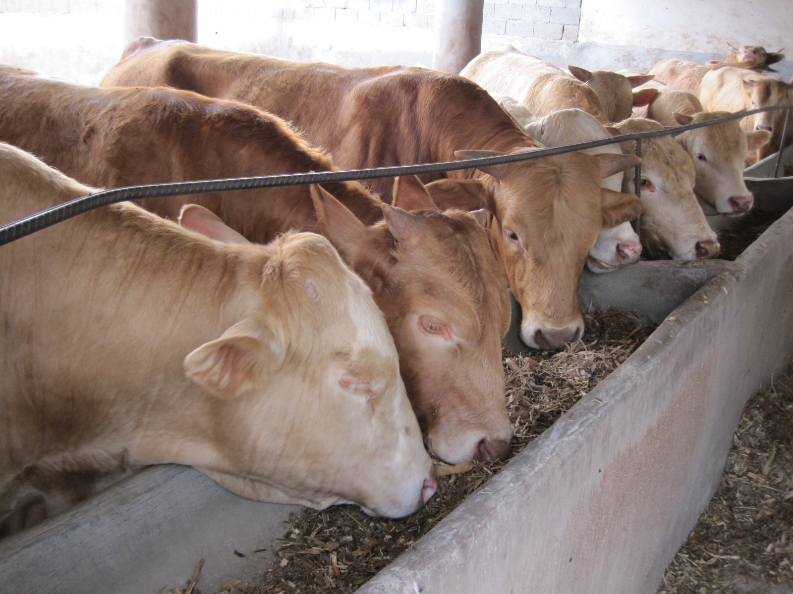 高效生态农业规模化,高效生态农业项目简介