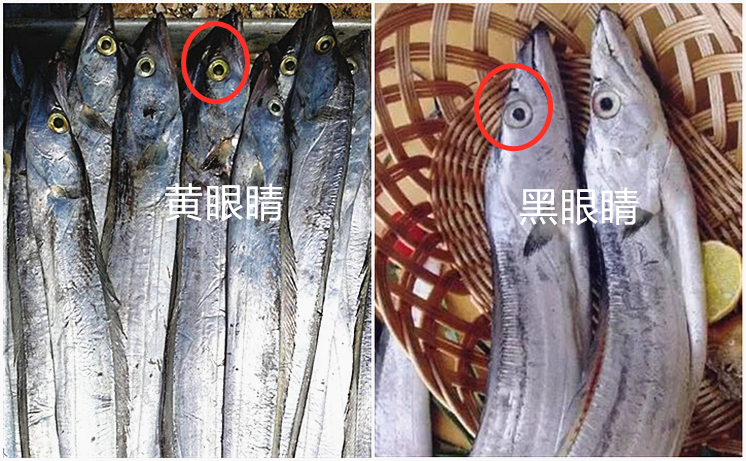 买带鱼是白霜多的好还是少的好,郑州海鲜市场带鱼怎么分辨好坏