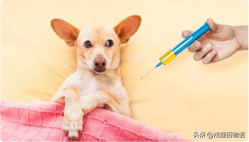 细小病是不是需要给狗狗喂消炎药,狗狗细小病用什么方法治疗最快