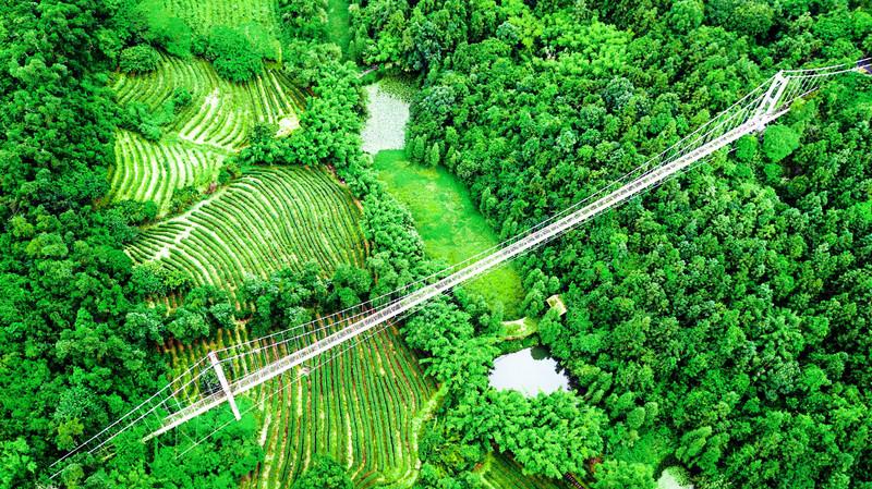 深圳隐藏着一个世外花海公园,深圳茶园