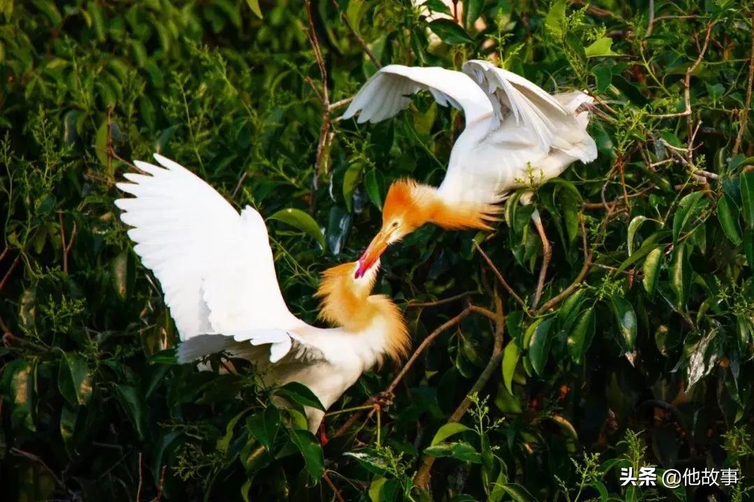 人间仙境般的世外桃源庭院,原始森林自建世外桃源