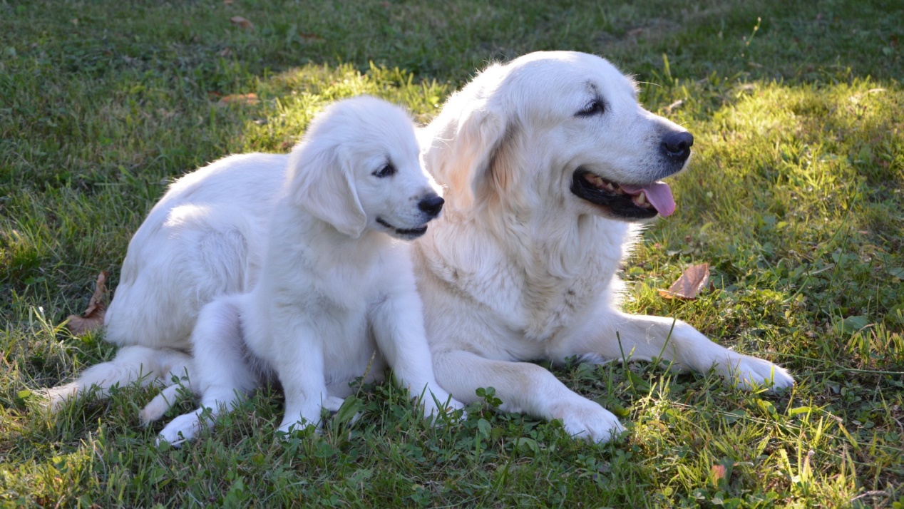 怎么保护金毛幼犬肠胃健康,金毛狗得肠胃病该怎么照顾