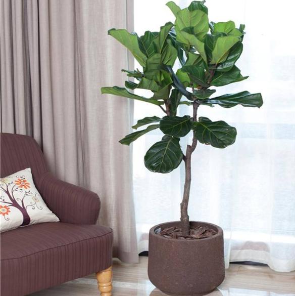 如何让琴叶榕变粗壮,琴叶榕株型好看