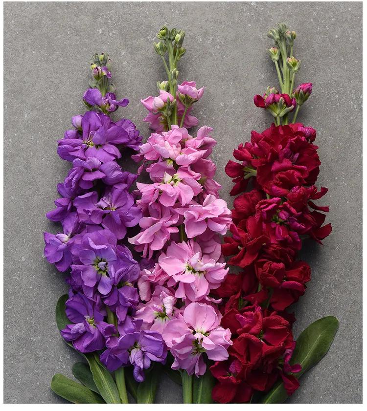 紫罗兰凯斯系列来了！早花百搭带芳香，轻松实现你的切花自由梦