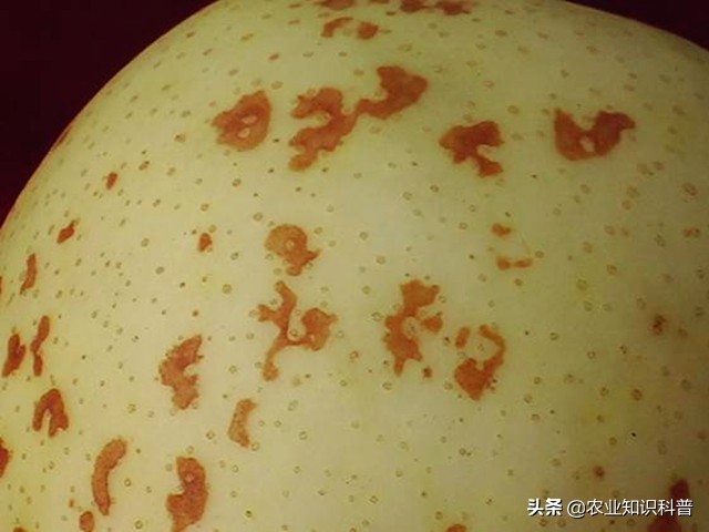 果实套袋的利与弊,果实套袋的好处