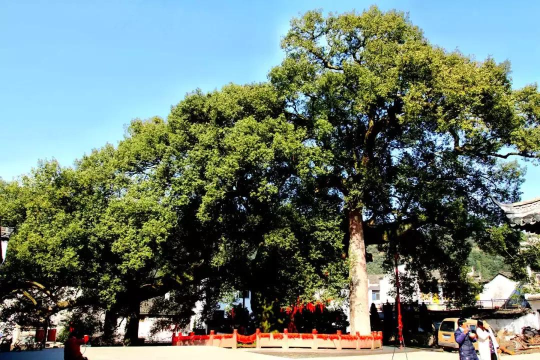 新安江山水画廊的美景,新安江山水画廊山水图