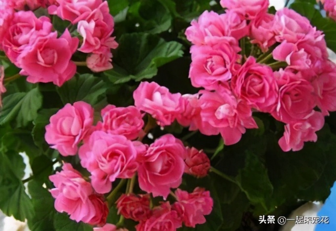 新手养花妙招视频教程全集,新手养花不败指南在线阅读