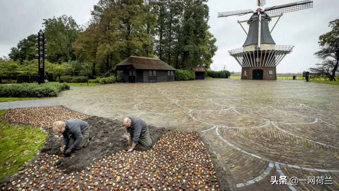 遗憾和不理解！荷兰库肯霍夫大花园今年仍不对外开放