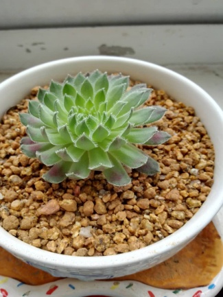 从鼻屎苗到老桩，时光里的蜕变