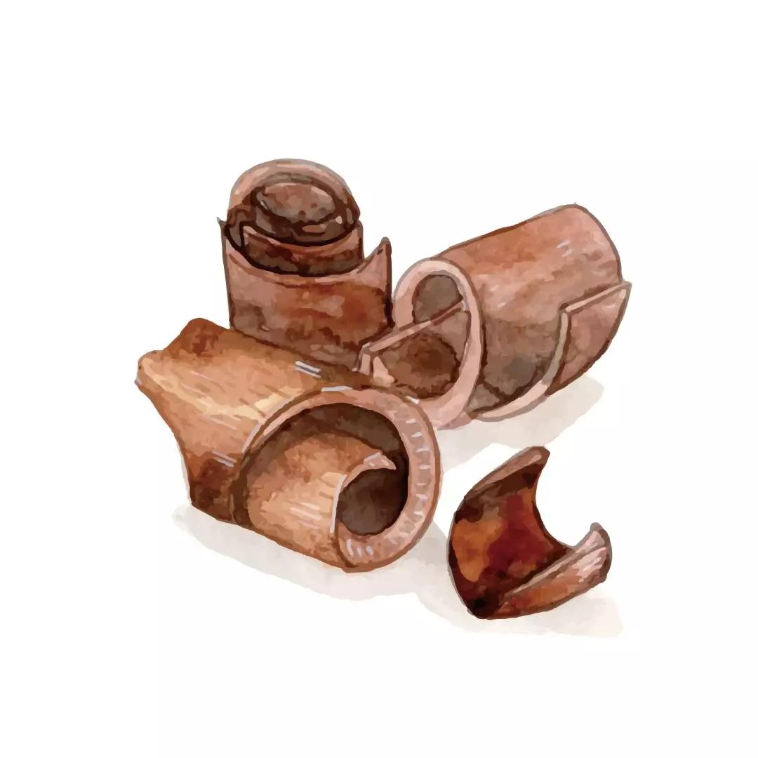 一棵红豆杉图片,一棵红豆杉