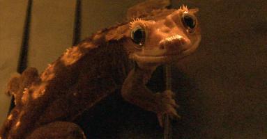 只要19.9元!3000+昆虫萌宠来袭!首届昆虫萌宠主题沉浸展空降武汉