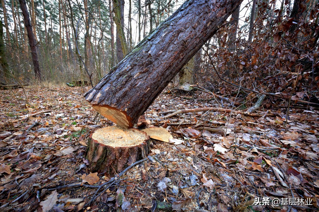 农村自留山砍伐树木需要什么手续,农户砍伐林木手续