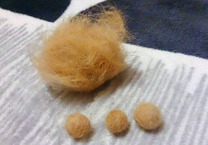 辟谣,猫咪补锰就喂它动物毛?当心爱猫肠梗阻,猫咪:刚吐完啊