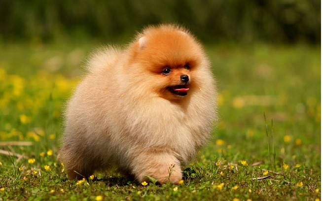 博美犬疯狂掉毛怎么办？换毛期该怎么护理？吃什么能美毛？