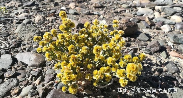 哈密戈壁之花图片,戈壁之花