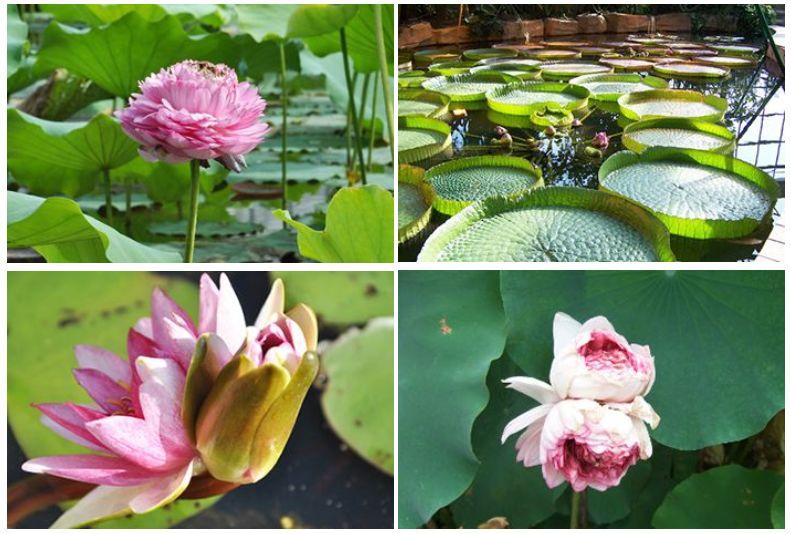广州有荷花的地方,广州周边的荷花景点推荐