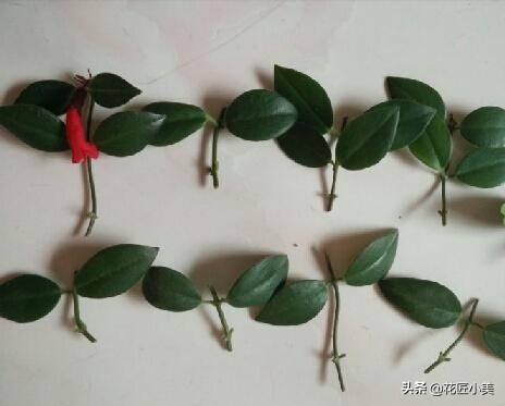 口红吊兰夏季哗哗掉叶子怎么办,口红吊兰叶子发黄掉落是怎么回事