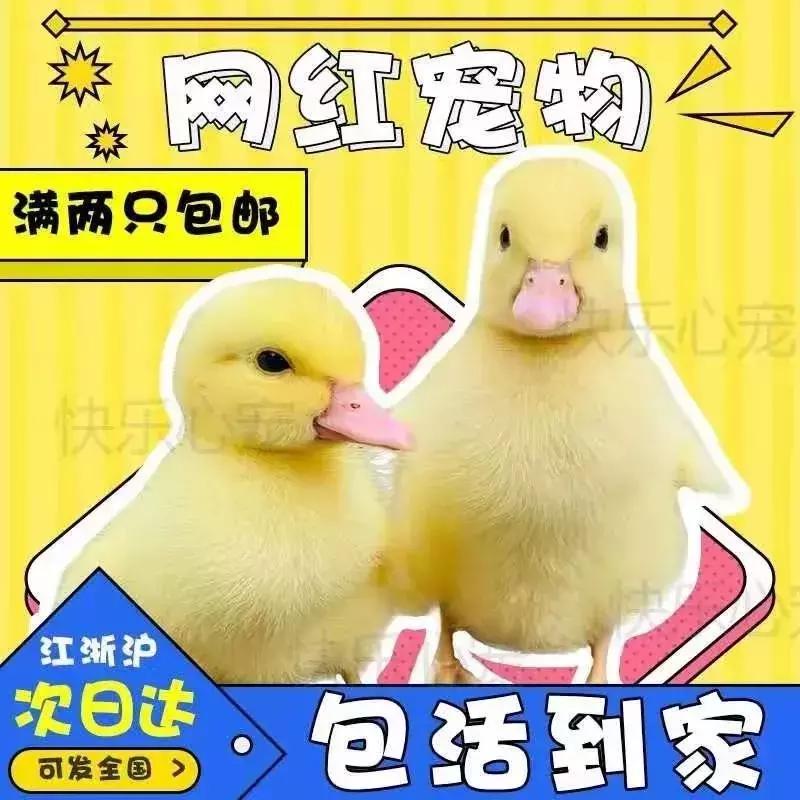 在网上买宠物靠谱要注意什么,网上买宠物有问题怎么办呢