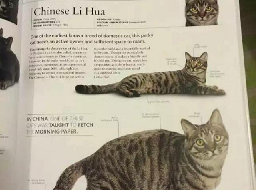 养得最多的宠物猫排行,养得最多的宠物猫排行榜