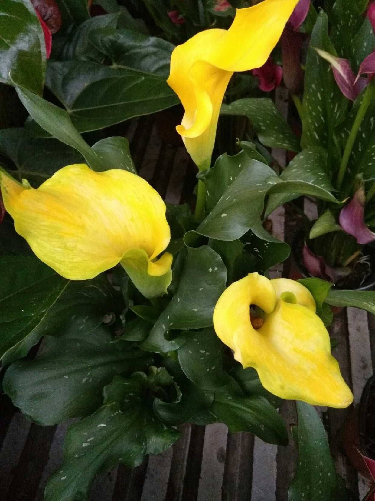 马蹄莲怎么养殖,彩色马蹄莲秋天的养殖和护理