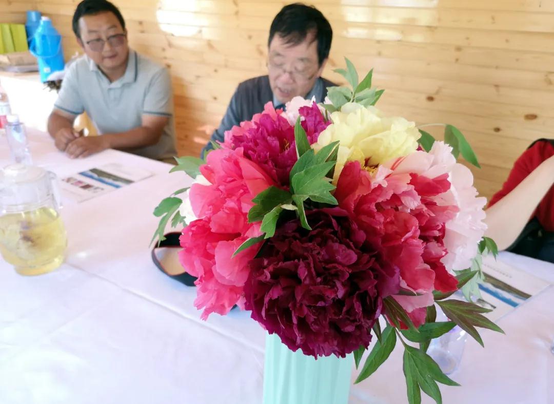 牡丹有哪些新品种,牡丹怎样培育新品种视频讲解