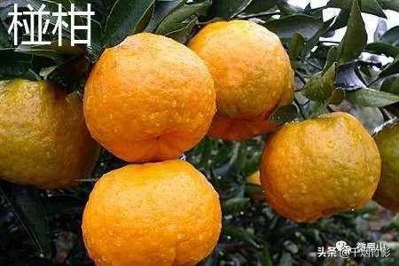 不知火春见,不知火丑橘春见