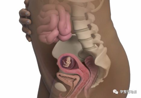 孕期周刊，第十二周