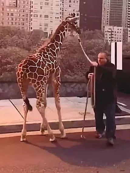 王诗龄戴的珠宝,王诗龄戴卡地亚手镯多少钱