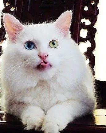 中华田园猫优点和缺点,中华田园猫有哪些品种