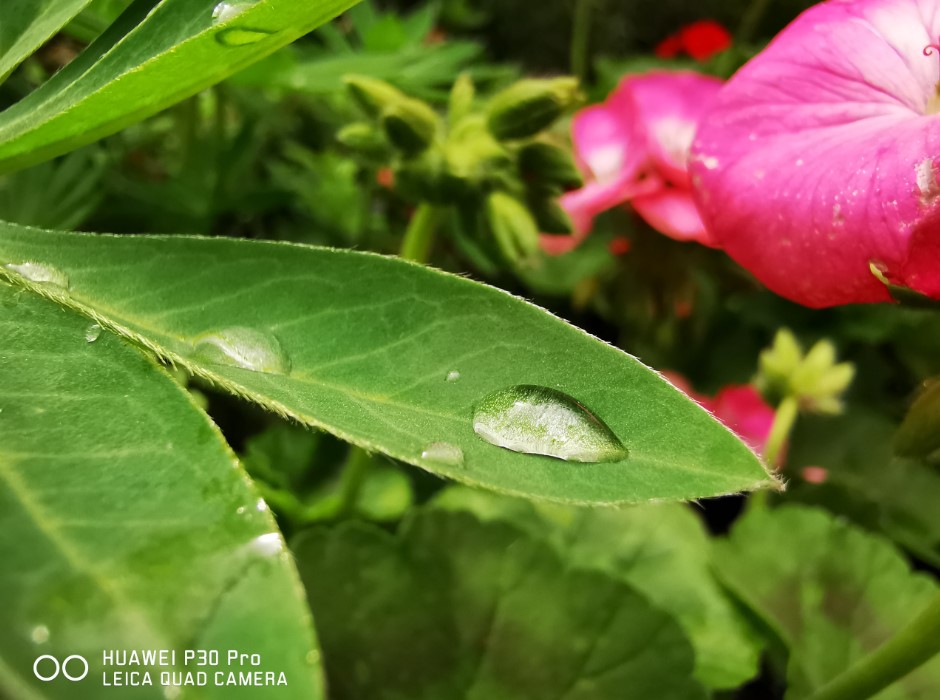 拍照性能旗舰,拍照旗舰标准版