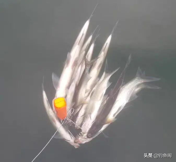 为啥泥鳅钓鱼是违法的呀,为啥泥鳅钓鱼厉害