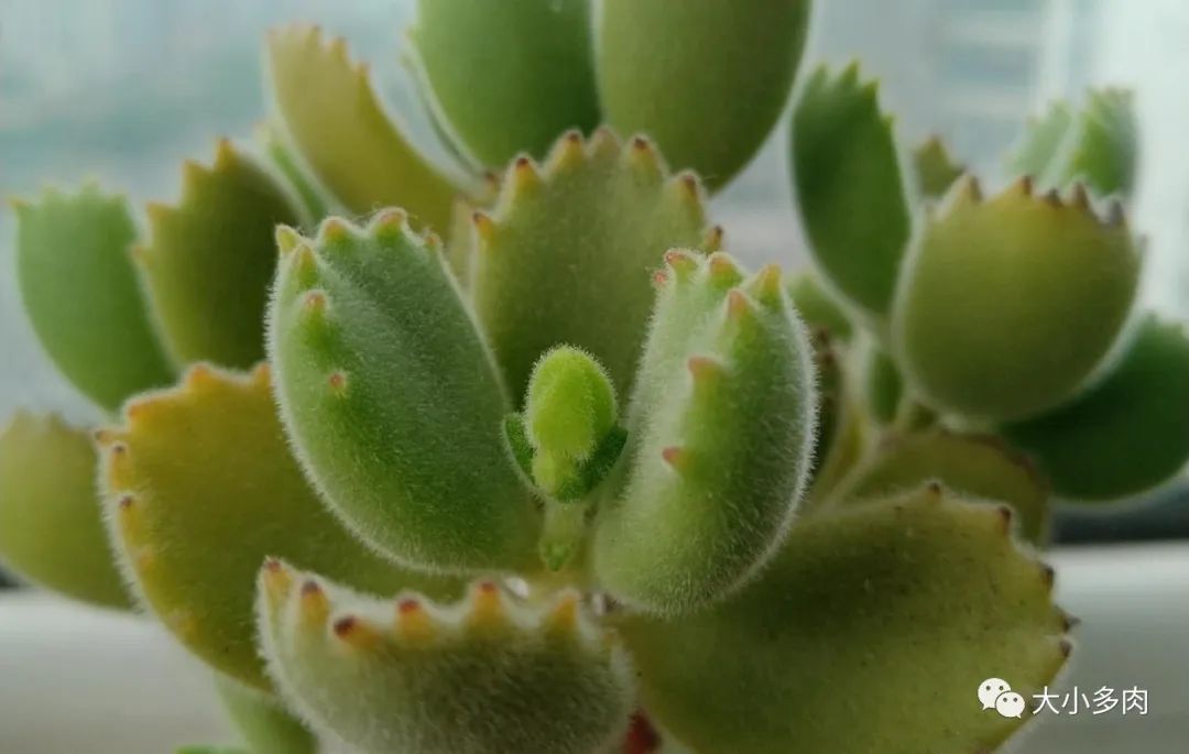 熊童子老叶干瘪新叶不长,熊童子很饱满但没有爪子怎么办