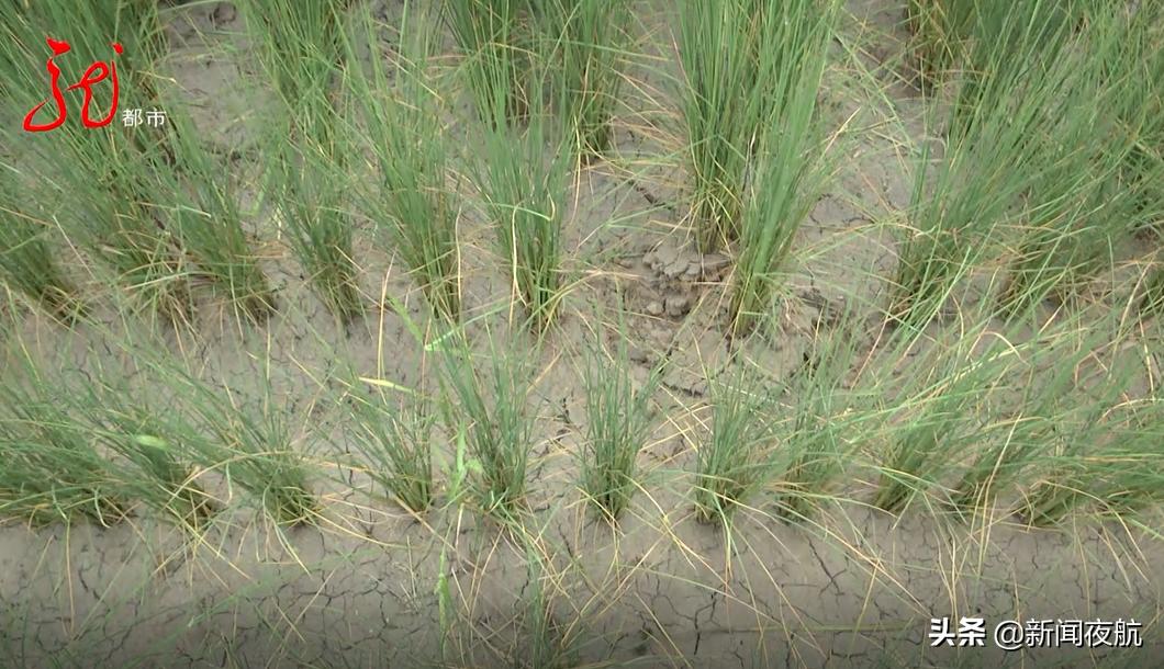 10万亩农田被淹村民盼望洪水退去,洪灾淹没的农田水稻怎么处理