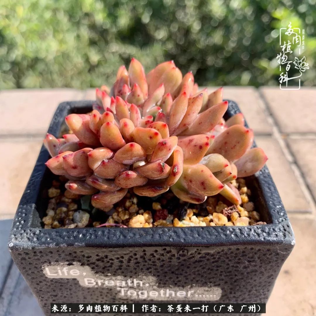 在冬日阳光下,记一个多肉小白的养肉历程