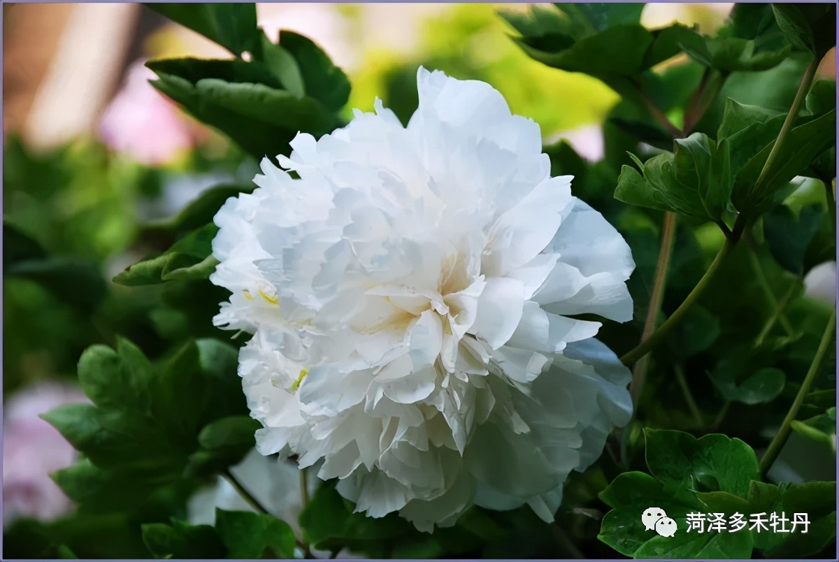 牡丹品种水晶黄,昆山夜光牡丹晚上的样子