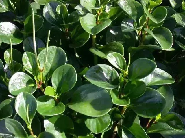 身边常见花卉识别,身边常见的树有哪些