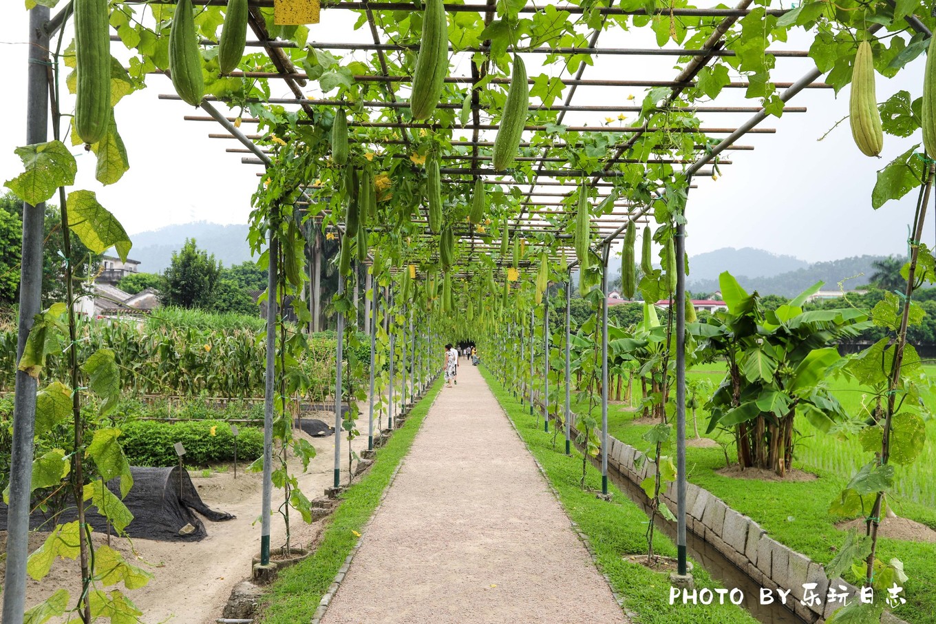 广东最美乡村两日游攻略图片,岭南古村落游玩
