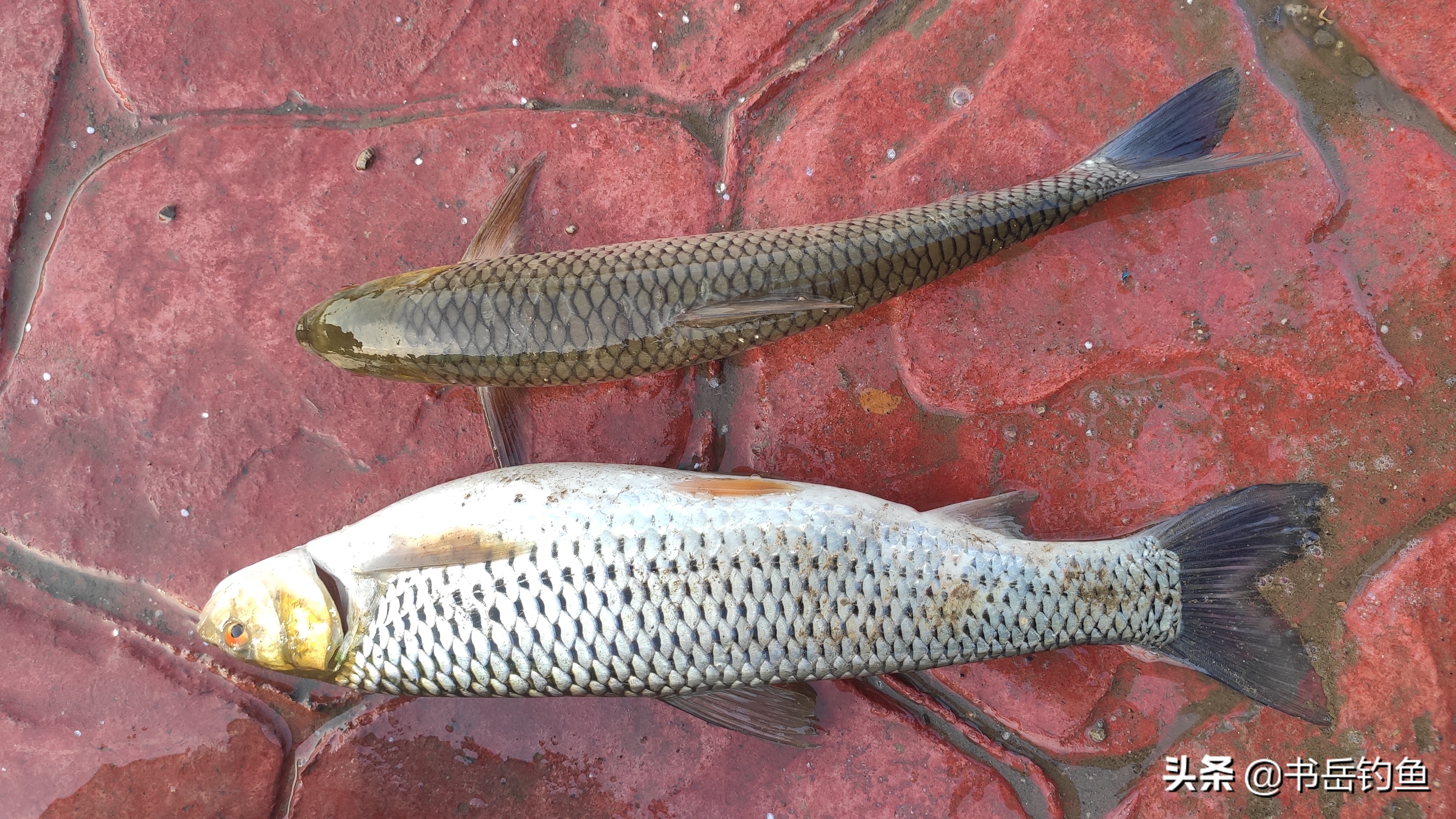 草鱼的钓法用多大的钩最好,三种钓草鱼绝密配方