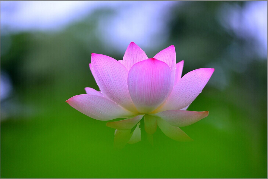 鹤城印象荷花图片,鹤城区看荷花