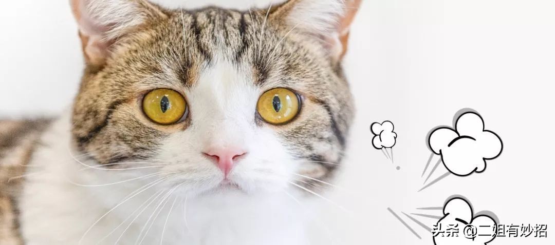 切洋葱总流泪戴个眼镜就解决,切洋葱不被辣到眼睛的方法