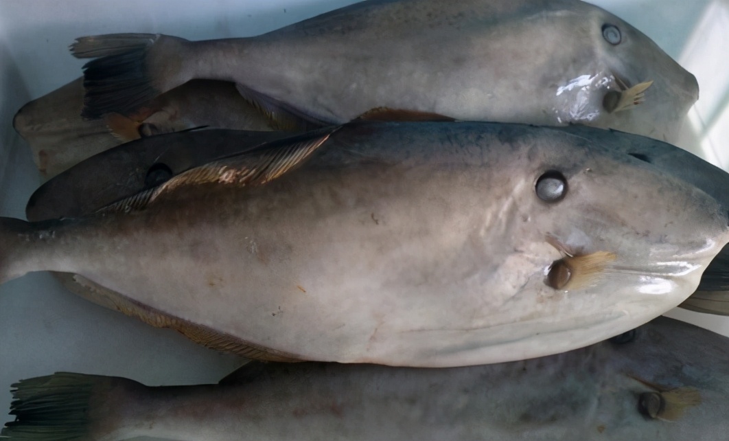 被误解的动物鱼,被误解的鱼