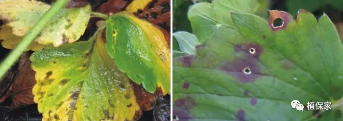 草莓常见病虫害图谱,草莓病虫害图片大全集