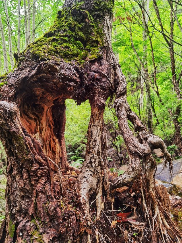 吃在驼梁，体验舌尖上的味道/郝贵云